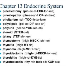 Chapter 9 the endocrine system answer key pdf