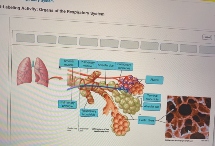 Thyroid gland histology anatomy labeling activity drag labels appropriate follicles structure follicle cells cell colloid gross chegg larynx blood question