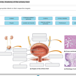 Respiratory alveoli alveolar bronchioles sacs photomicrograph lung lungs anatomy diagrammatic bronchial physiology