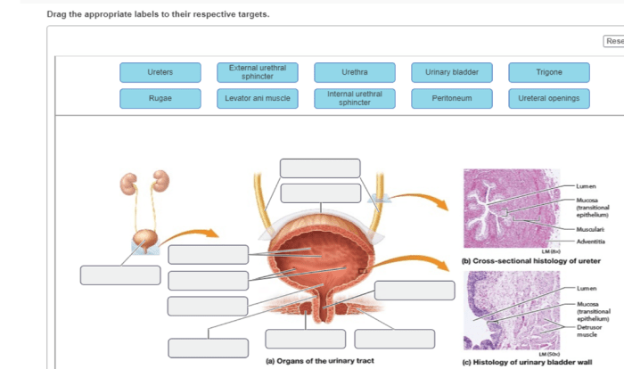 Respiratory alveoli alveolar bronchioles sacs photomicrograph lung lungs anatomy diagrammatic bronchial physiology