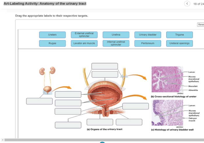 Respiratory alveoli alveolar bronchioles sacs photomicrograph lung lungs anatomy diagrammatic bronchial physiology