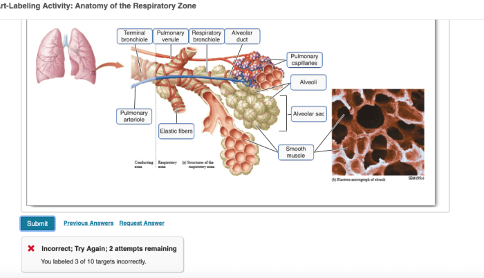 Art-labeling activity: anatomy of the respiratory zone