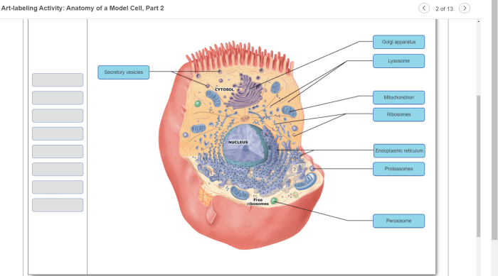 Art-labeling activity: anatomy of the respiratory zone